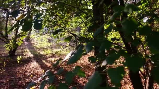 Puesta Sol Bosque Paisaje Forestal Con Puesta Sol Largas Sombras — Vídeos de Stock