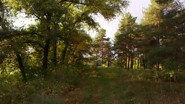 Naplemente Erdőben Erdős Táj Naplementével Hosszú Árnyékok Fákról Nap Árnyékok — Stock videók