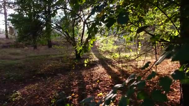 Закат Лесу Лесной Пейзаж Закатом Длинные Тени Деревьев Солнце Тени — стоковое видео