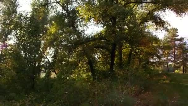 Puesta Sol Bosque Paisaje Forestal Con Puesta Sol Largas Sombras — Vídeo de stock