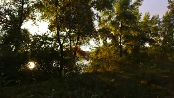 Západ Slunce Lese Lesní Krajina Západem Slunce Dlouhé Stíny Stromů — Stock video
