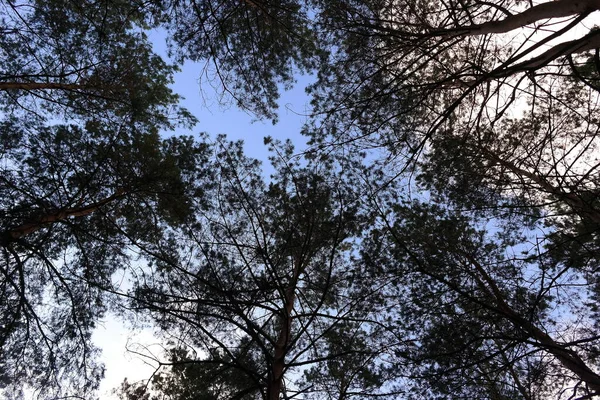 Boomtakken Tegen Hemel Bomen Slingeren Wind Hoge Dennen Dennentakken Wind — Stockfoto