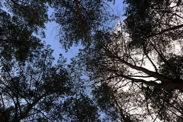 Гілки Дерев Небі Дерева Ширяють Вітрі Високі Сосни Соснові Гілки — стокове фото