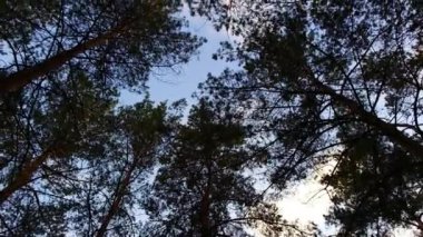 Gökyüzüne karşı ağaç dalları. Ağaçlar rüzgarda sallanıyor. Uzun çamlar. Çam dalları. Rüzgar ağaç dallarını sallar.