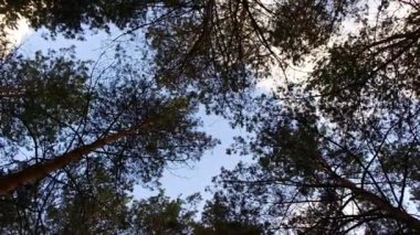 Gökyüzüne karşı ağaç dalları. Ağaçlar rüzgarda sallanıyor. Uzun çamlar. Çam dalları. Rüzgar ağaç dallarını sallar.
