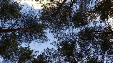 Gökyüzüne karşı ağaç dalları. Ağaçlar rüzgarda sallanıyor. Uzun çamlar. Çam dalları. Rüzgar ağaç dallarını sallar.
