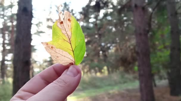 秋の紅葉を手に 秋の葉 秋には黄色と緑の葉が — ストック動画