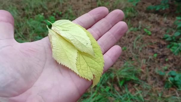 秋の紅葉を手に 秋の葉 秋には黄色と緑の葉が — ストック動画