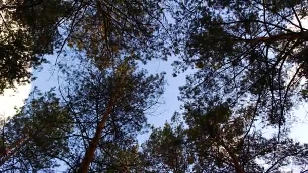 Gałęzie Drzew Niebie Drzewa Kołyszą Się Wietrze Wysokie Sosny Gałęzie — Wideo stockowe