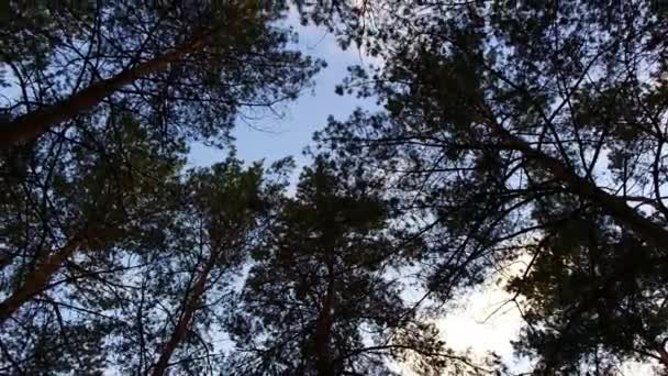 Äste Gegen Den Himmel Bäume Wiegen Sich Wind Hohe Kiefern — Stockvideo