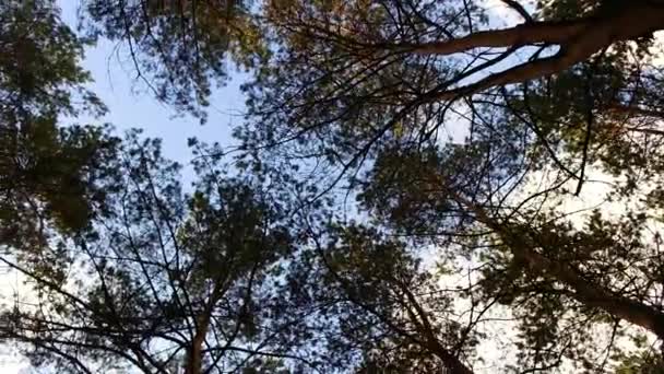 Κλαδιά Δέντρων Στον Ουρανό Δέντρα Λικνίζονται Στον Άνεμο Ψηλά Πεύκα — Αρχείο Βίντεο