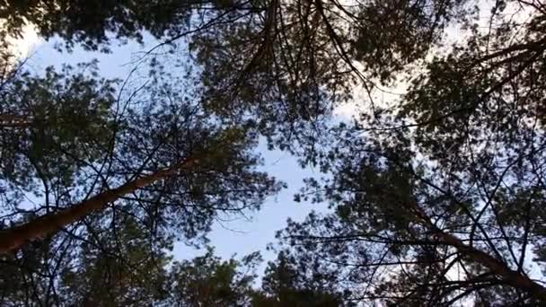 Ramas Árboles Contra Cielo Árboles Balancean Viento Pinos Altos Ramas — Vídeo de stock