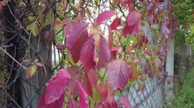 Sonbaharda yabani üzümler. Çitteki üzümler. Sonbaharda sürünen yaban üzümlerinin kırmızı yaprakları. Renkli mor sarı beş yapraklı partenosissus quinquefolia 'nın doğal aşırı gelişmiş arka planı. 4k video