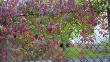 Sonbaharda yabani üzümler. Çitteki üzümler. Sonbaharda sürünen yaban üzümlerinin kırmızı yaprakları. Renkli mor sarı beş yapraklı partenosissus quinquefolia 'nın doğal aşırı gelişmiş arka planı. 4k video