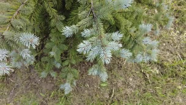 Blue Spruce Small Tree Small Fir Tree Lawn Tree Needles — Stock Video