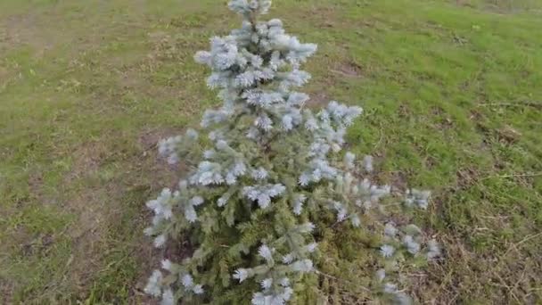 Modrý Smrk Malý Strom Malá Jedle Trávníku Strom Jehlami Jedlové — Stock video