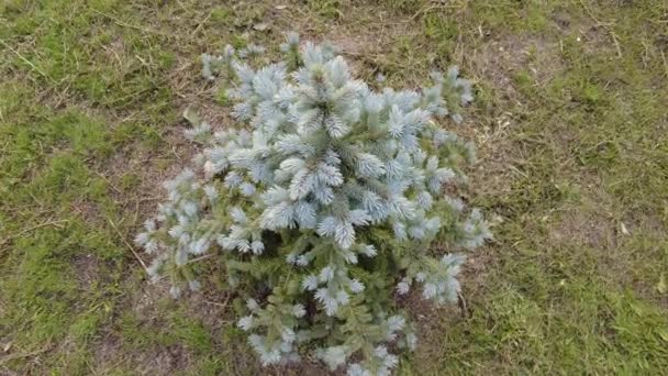 Blaufichte Kleiner Baum Eine Kleine Tanne Auf Dem Rasen Baum — Stockvideo