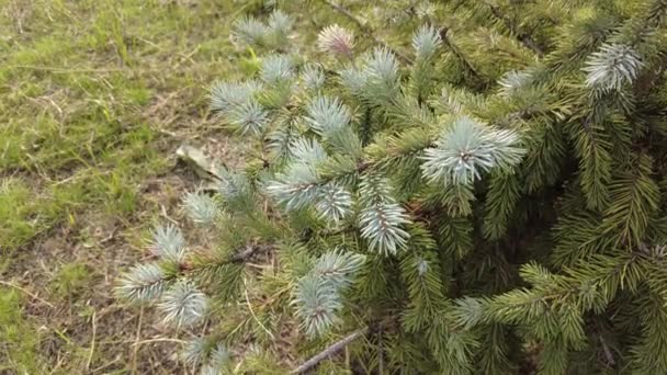 Blue Spruce Small Tree Small Fir Tree Lawn Tree Needles — Stock Video