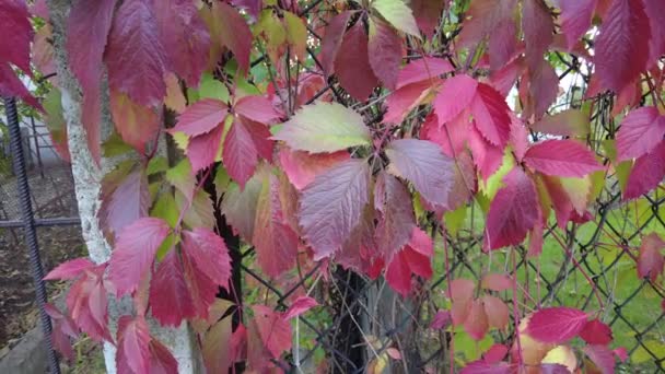 Dzikie Winogrona Jesienią Winogrona Ogrodzeniu Czerwone Liście Pełzających Dzikich Winogron — Wideo stockowe
