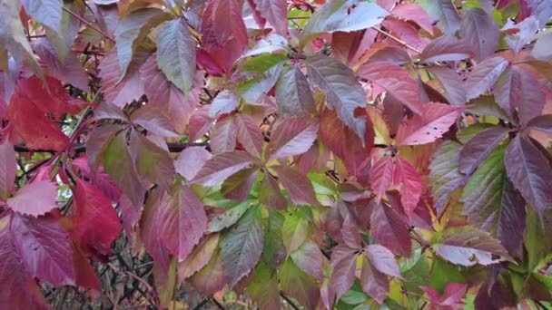 Vilda Druvor Hösten Druvor Staketet Röda Blad Krypande Vilda Jungfrudruvor — Stockvideo