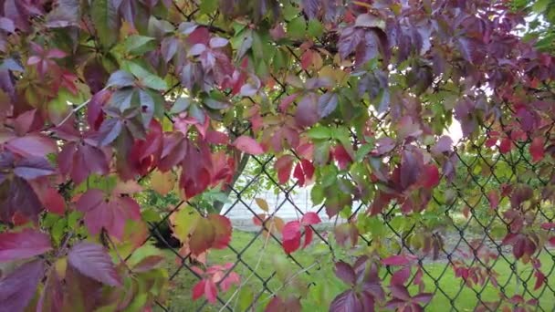 秋の野生ブドウ フェンスのブドウだ 秋に野生の乙女ブドウを忍び寄るの赤い葉 カラフルな紫色の黄色の5つの葉のParthenocissusキンケフォリアの自然に生い茂った背景 4Kビデオ — ストック動画