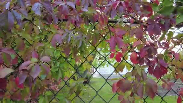 Uvas Silvestres Otoño Uvas Cerca Hojas Rojas Uvas Silvestres Rastreras — Vídeos de Stock