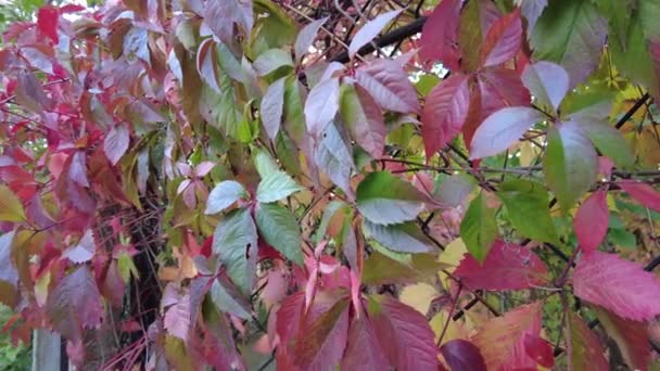 Vilda Druvor Hösten Druvor Staketet Röda Blad Krypande Vilda Jungfrudruvor — Stockvideo