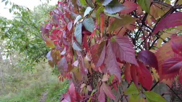 Uvas Silvestres Outono Uvas Vedação Folhas Vermelhas Uvas Donzelas Selvagens — Vídeo de Stock