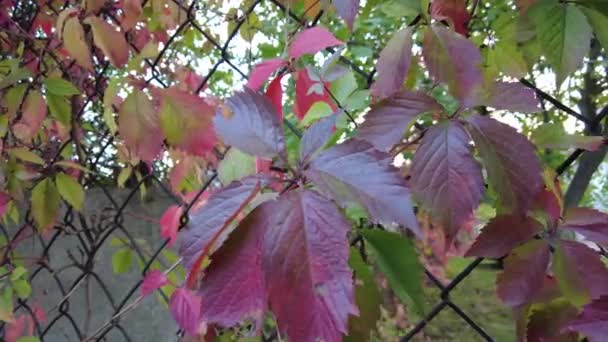 Dzikie Winogrona Jesienią Winogrona Ogrodzeniu Czerwone Liście Pełzających Dzikich Winogron — Wideo stockowe