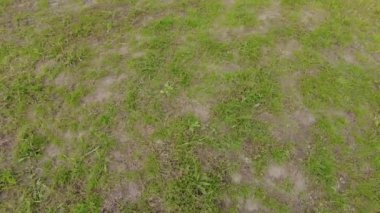 Yeşil çimenler. Toprak dönüyor. Kötü çimen. Yeşil çimenler. Dünya ayaklarının altında dönüyor. 4k video. görüntülü dünya dönüşü