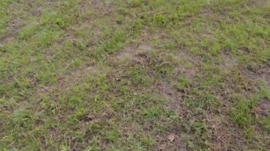 Yeşil çimenler. Toprak dönüyor. Kötü çimen. Yeşil çimenler. Dünya ayaklarının altında dönüyor. 4k video. görüntülü dünya dönüşü