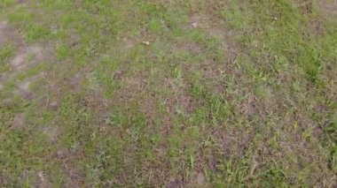 Yeşil çimenler. Toprak dönüyor. Kötü çimen. Yeşil çimenler. Dünya ayaklarının altında dönüyor. 4k video. görüntülü dünya dönüşü