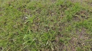 Yeşil çimenler. Toprak dönüyor. Kötü çimen. Yeşil çimenler. Dünya ayaklarının altında dönüyor. 4k video. görüntülü dünya dönüşü