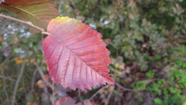 Uvas Silvestres Outono Uvas Vedação Folhas Vermelhas Uvas Donzelas Selvagens — Vídeo de Stock