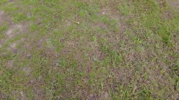 Zielona Trawa Ziemia Się Kręci Zły Trawnik Zielona Trawa Ziemia — Wideo stockowe