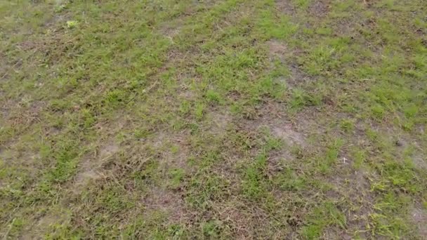 Groen Gras Aarde Draait Slecht Gazon Groen Gras Aarde Draait — Stockvideo