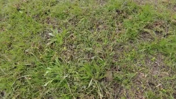 緑の草 地球は回転している 悪い芝生だ 緑の草 地球はあなたの足の下に回っている 4Kビデオ ビデオ アース ローテーション — ストック動画