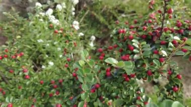 Cotoneaster. viedo 4k. Yeşil yapraklı sonbahar arkaplanı. Kırmızı çilek. Cotoneaster çalısı. Cotoneaster conspicuus (Tibet kotonatörü). Kırmızı böğürtlenli yeşil çalı. küçük kırmızı meyveler.