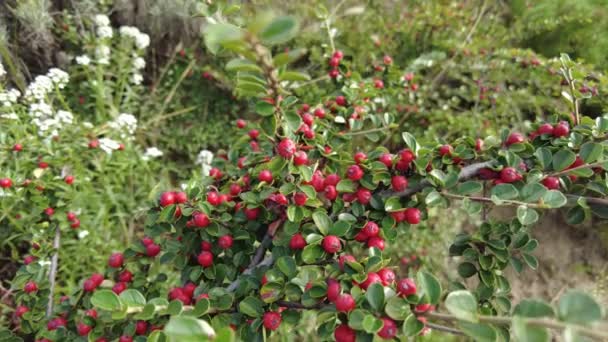 Cotoneaster 가을을 배경으로 나옵니다 통나무 Cotoneaster Blanuus Tibetan Cotoneaster 열매가 — 비디오