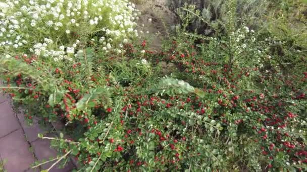 Cotoneaster Viedo Yeşil Yapraklı Sonbahar Arkaplanı Kırmızı Çilek Cotoneaster Çalısı — Stok video