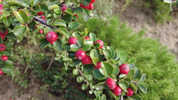 Cotoneaster Viedo Fundo Outono Com Folhas Verdes Bagas Vermelhas Arbusto — Vídeo de Stock