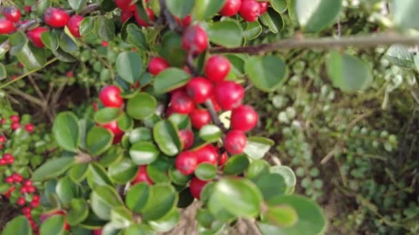 Cotoneaster Viedo Осенний Фон Зелеными Листьями Красные Ягоды Котонестерский Куст — стоковое видео