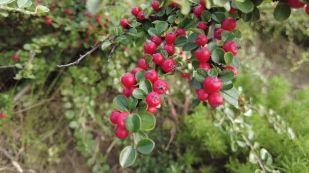 Cotoneaster Viedo Fondo Otoño Con Hojas Verdes Bayas Rojas Arbusto — Vídeos de Stock