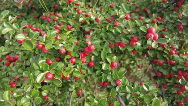 Kotouč Viedo Podzimní Pozadí Zelenými Listy Červené Bobule Cotoneaster Bush — Stock video