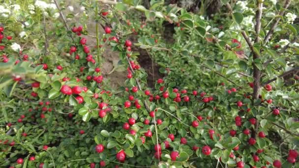 Cotoneaster Viedo Fondo Otoño Con Hojas Verdes Bayas Rojas Arbusto — Vídeo de stock