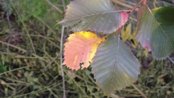 Hermosos Colores Brillantes Otoño Hojas Rojo Amarillas Los Árboles Cerca — Vídeo de stock