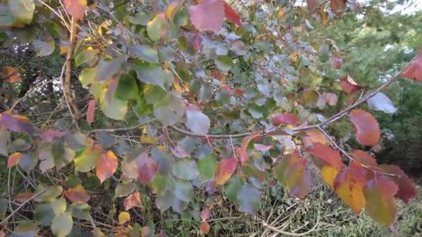 Belas Cores Brilhantes Outono Folhas Vermelho Amarelas Árvores Close Fundo — Vídeo de Stock