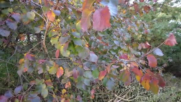 Красивые Яркие Осенние Цвета Красно Желтые Листья Деревьев Крупным Планом — стоковое видео