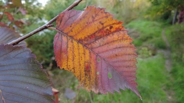 Krásné Jasné Podzimní Barvy Červenožluté Listy Stromů Zblízka Podzimní Pozadí — Stock video