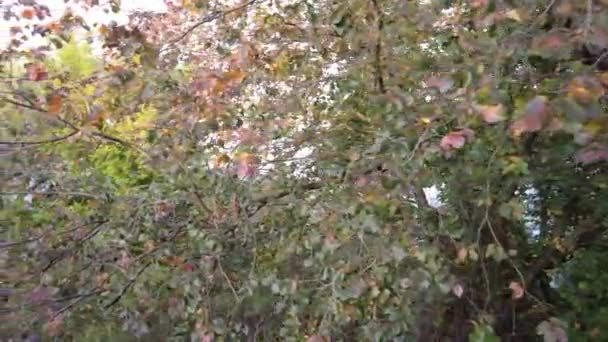 Belles Couleurs Automne Lumineuses Feuilles Rouge Jaune Des Arbres Gros — Video